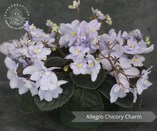Allegro Chicory Charm fokföldi ibolya