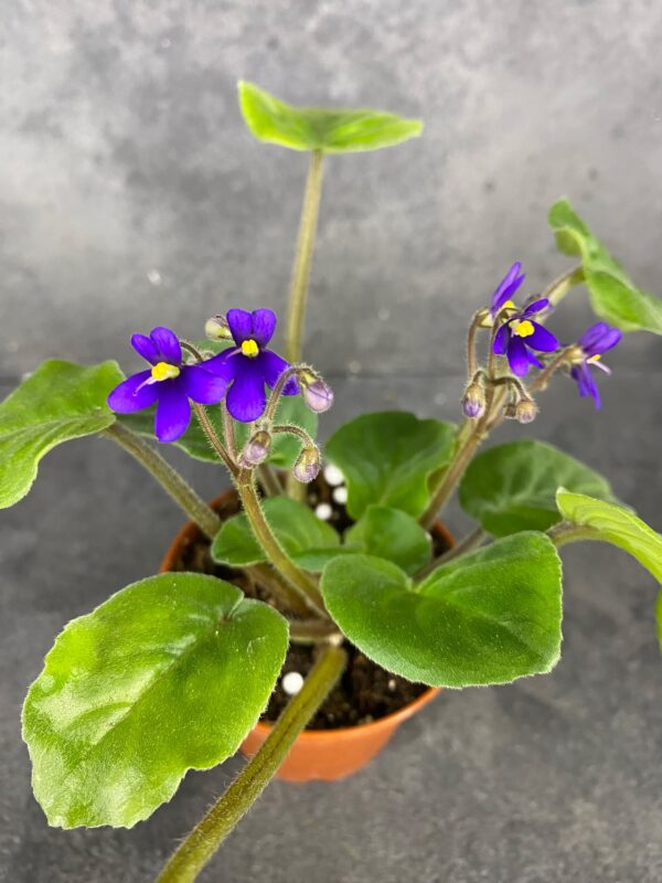 Streptocarpus orbicularis purpurea fokföldi ibolya sarj