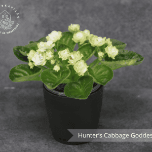 Hunter’s Cabbage Goddess