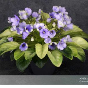 N-Nejtiri / Н-Нейтири fokföldi ibolya levél (mini,félmini)