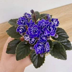 Ness' Crinkle Blue fokföldi ibolya (kis méret)
