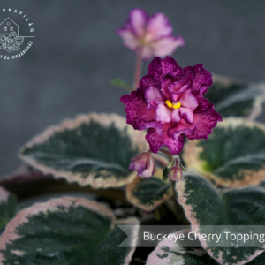 Buckeye Cherry Topping
