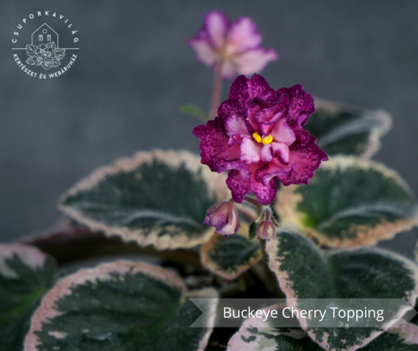 Buckeye Cherry Topping