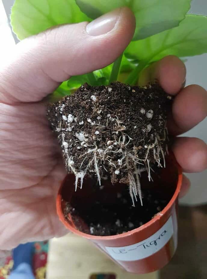 Fokföldi ibolya gondozása