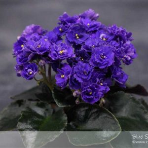 Blue Scoundrel fokföldi ibolya