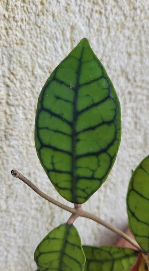 hoya callistophylla viaszvirág