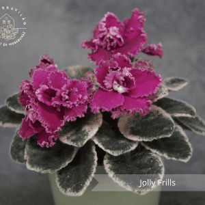 Jolly Frills