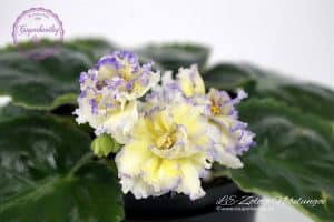 Sárga fokföldi ibolya