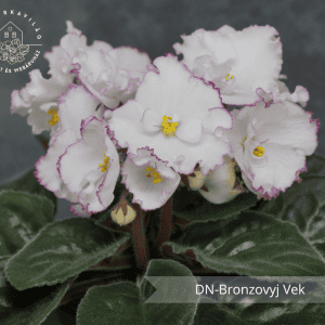 DN-Bronzovyj Vek
