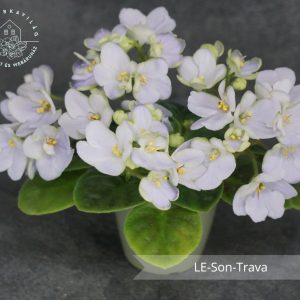 LE-Son-Trava