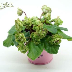 Allegro Pink Pistachio fokföldi ibolya levél