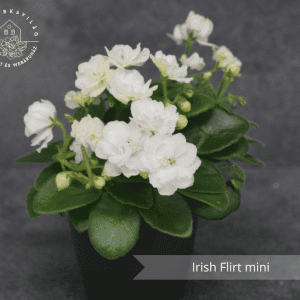 Irish Flirt mini