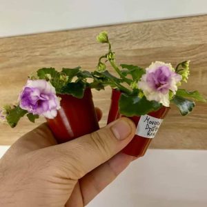 Morgan's Drifter's Rose