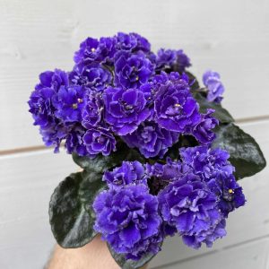 Blue Scoundrel fokföldi ibolya levél