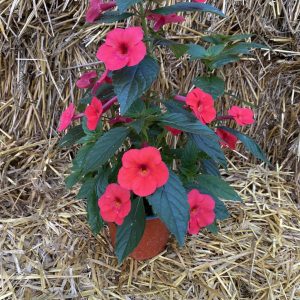 Achimenes Glory