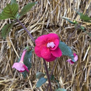 Achimenes Hawaiian Trend