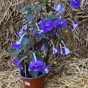 Achimenes Illya Melnik