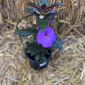 Achimenes SRG's The Lone Star