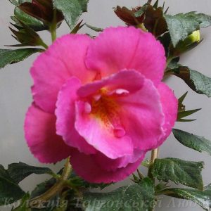 Achimenes Brid's Susanne - mesevirág rizóma