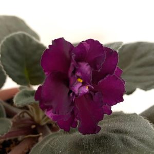 AE-Mlechnyj Put / АЕ-Млечный Путь sport fokföldi ibolya