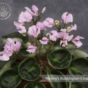Wesley’s Bubblegum Cloud