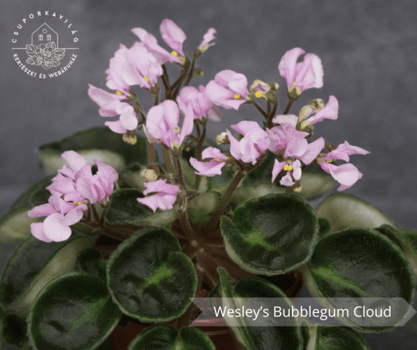 Wesley’s Bubblegum Cloud
