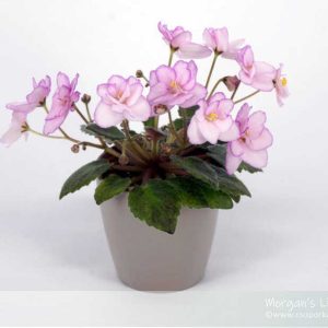 Morgan's Little Linnie