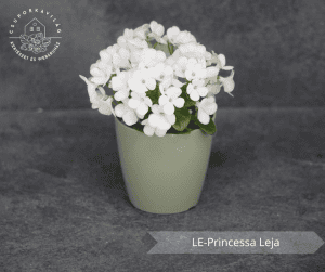 LE-Princessa Leja