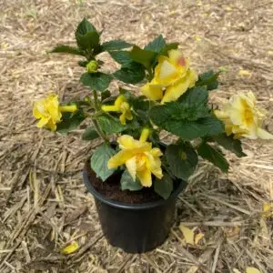 Achimenes Brid's Limonella