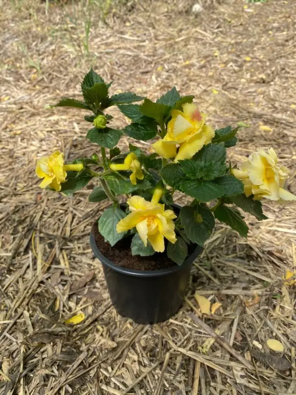 Achimenes Brid's Limonella