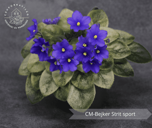 CM-Bejker Strit sport