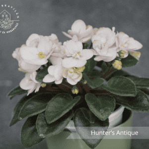 Hunter’s Antique
