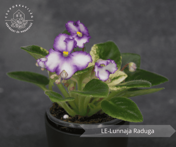 LE-Lunnaja Raduga