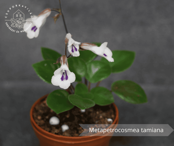 Metapetrocosmea tamiana