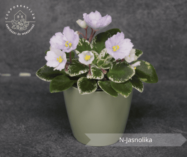 N-Jasnolika