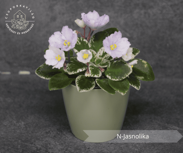 N-Jasnolika