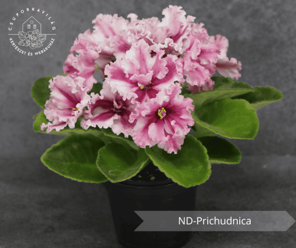 ND-Prichudnica