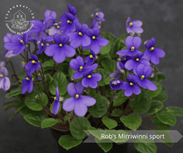 Rob's Mirriwinni sport virágzó méret
