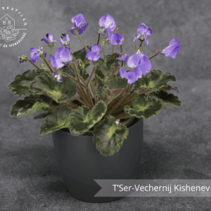 T’Ser-Vechernij Kishenev