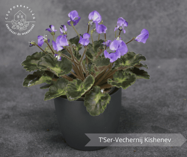 T’Ser-Vechernij Kishenev