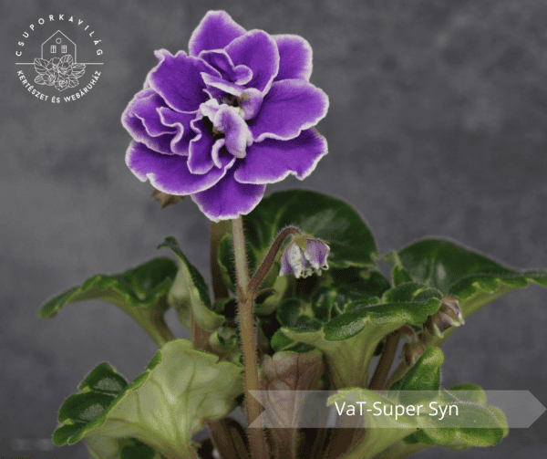 VaT-Super Syn