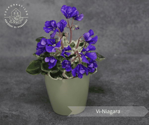 Vi-Niagara Vi-Niagara