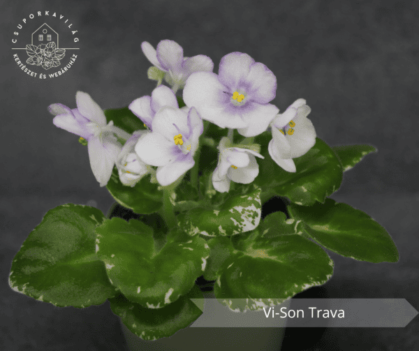 Vi-Son Trava