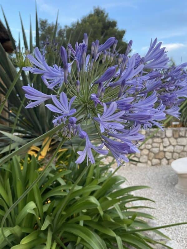 Szerelemvirág Agapanthus Blue Giant