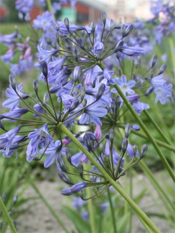 Szerelemvirág Agapanthus Donau
