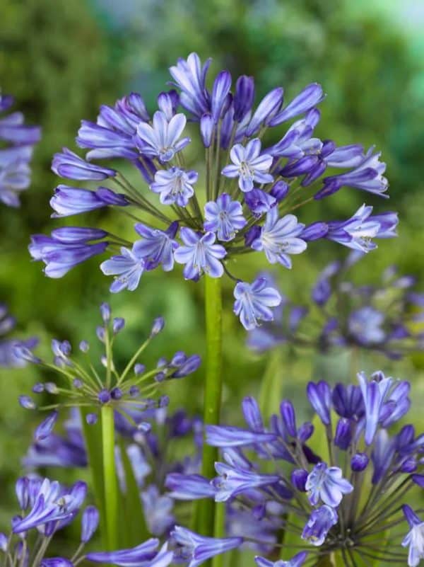 Agapanthus africanus dr. brouwer