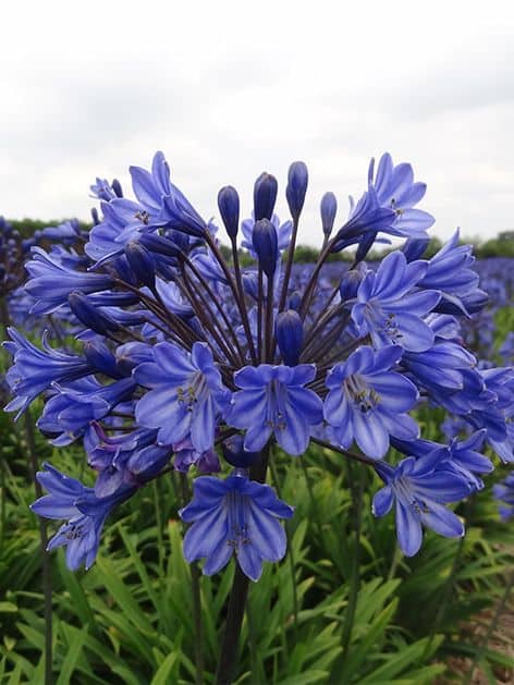 Agapanthus intermedius Szerelemvirág Agapanthus intermedius