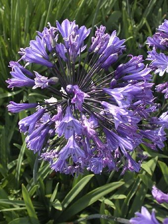 Szerelemvirág Agapanthus kobold
