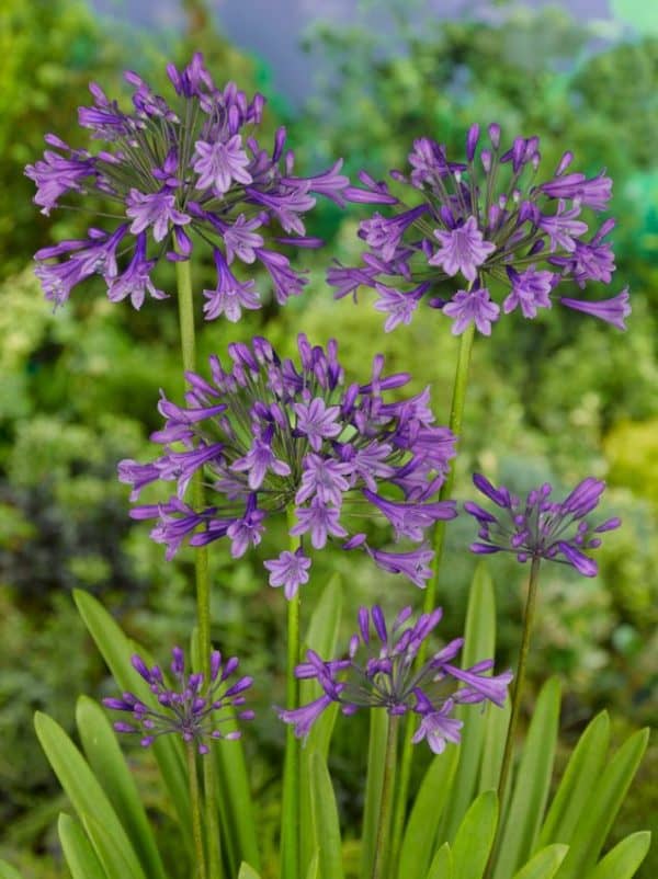 Agapanthus Poppin' Purple - Szerelemvirág - Díjnyertes változat