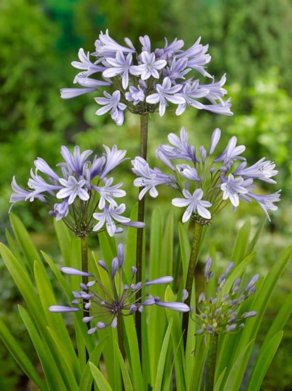 Szerelemvirág Agapanthus silberpfeil
